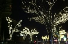 街路樹の光